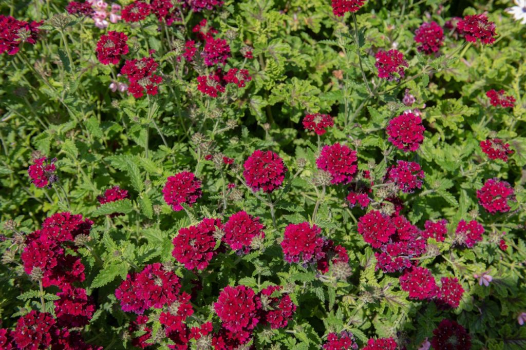 verbena 'claret' shrub with clusters of claret-red flowers growing amongst the green leaves