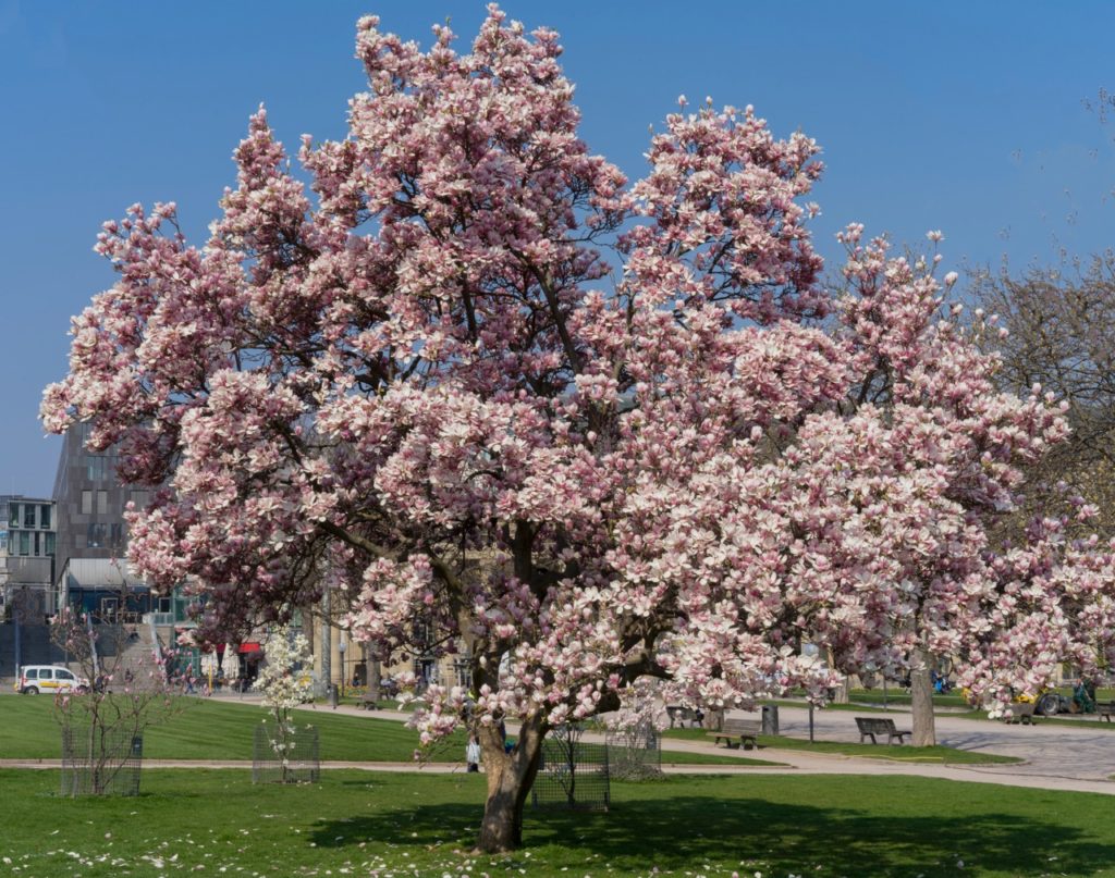 large magnolia tree with pale pink and white blossom covering its wooden branches