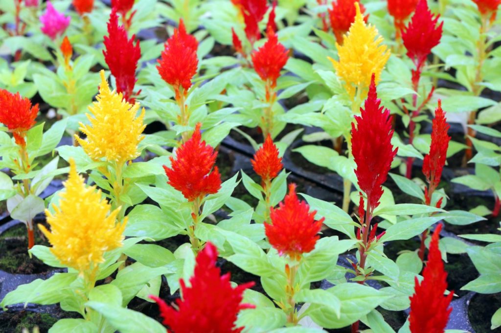 red and yellow flowering celosias growing in rows