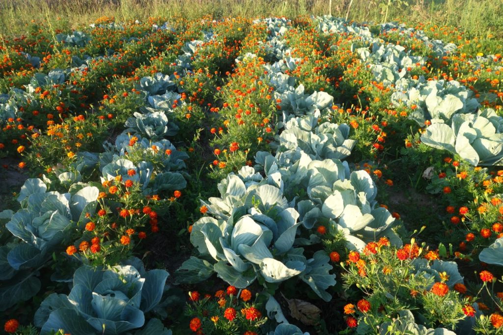 big leafy cabbages growing in rows next to orange-flowering tagetes in a large field
