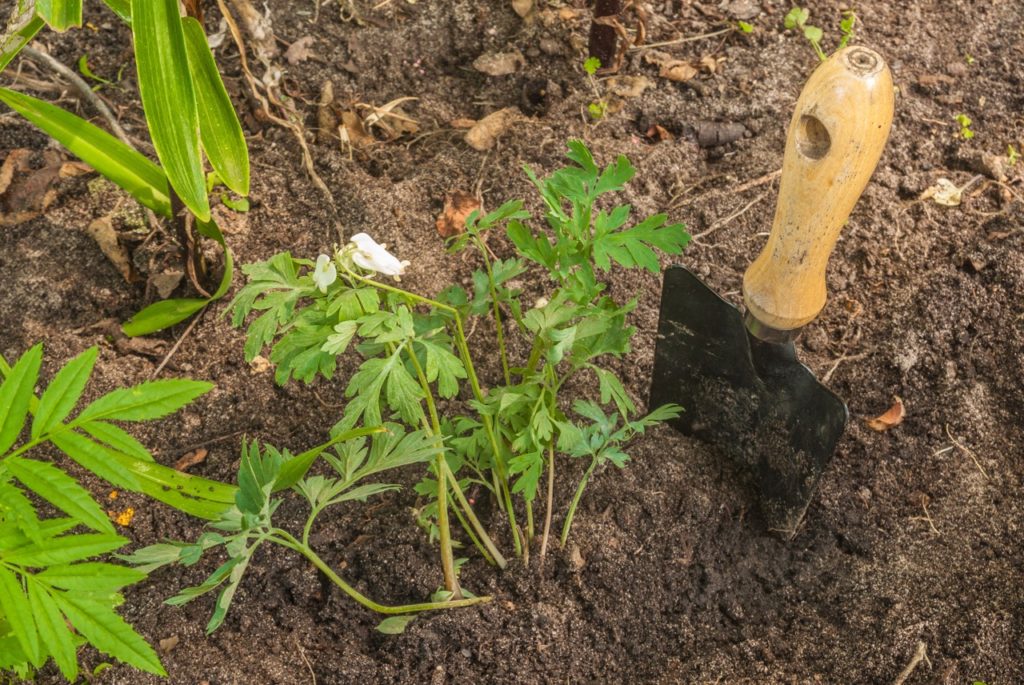white flowering dicentra seedling next to a standing hand trowel