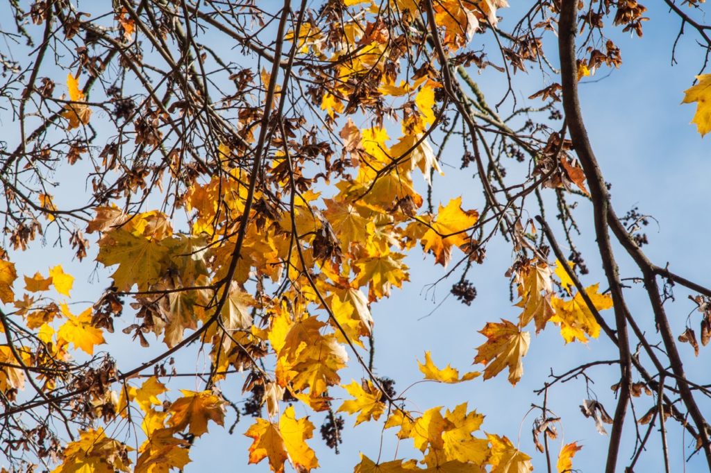 palmate acer leaves that are tinged yellow growing in the sunshine from their brown branches