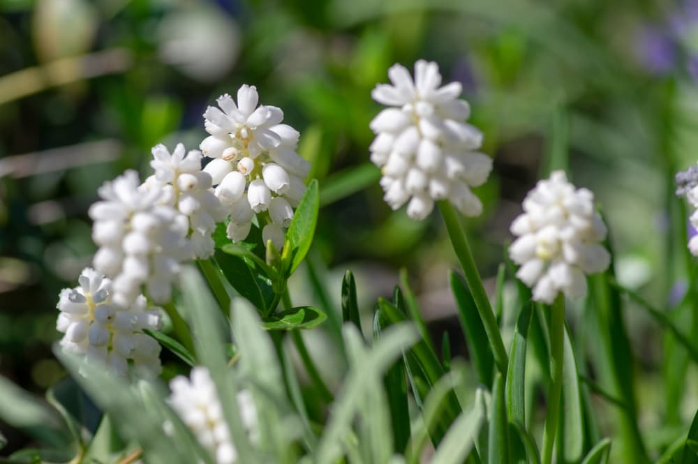 white bell shaped flowers of muscari aucheri growing on tall stems in spring