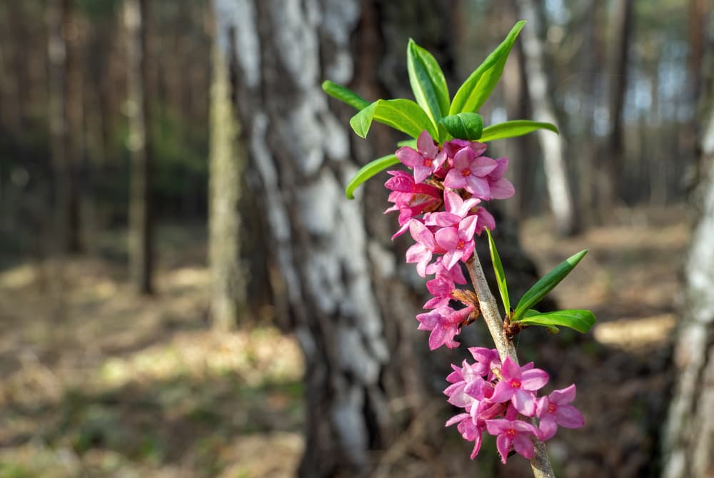 magnified view of a single stem of pink flowering D. mezereum