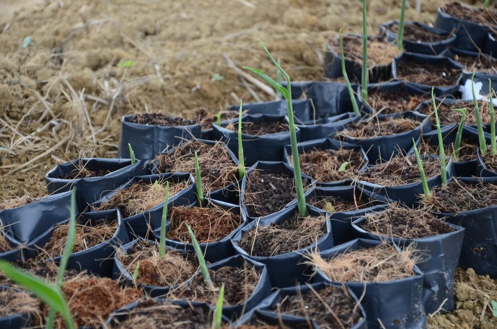 ginger plants being propagated in individual pots