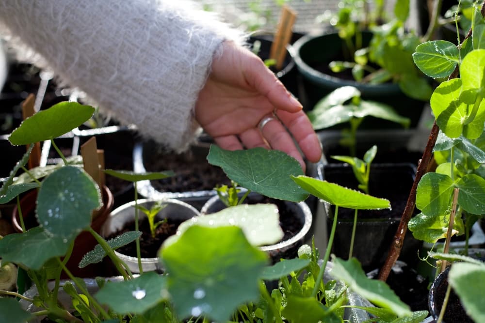 hand shown tending to the foliage of young potted nasturtium plants