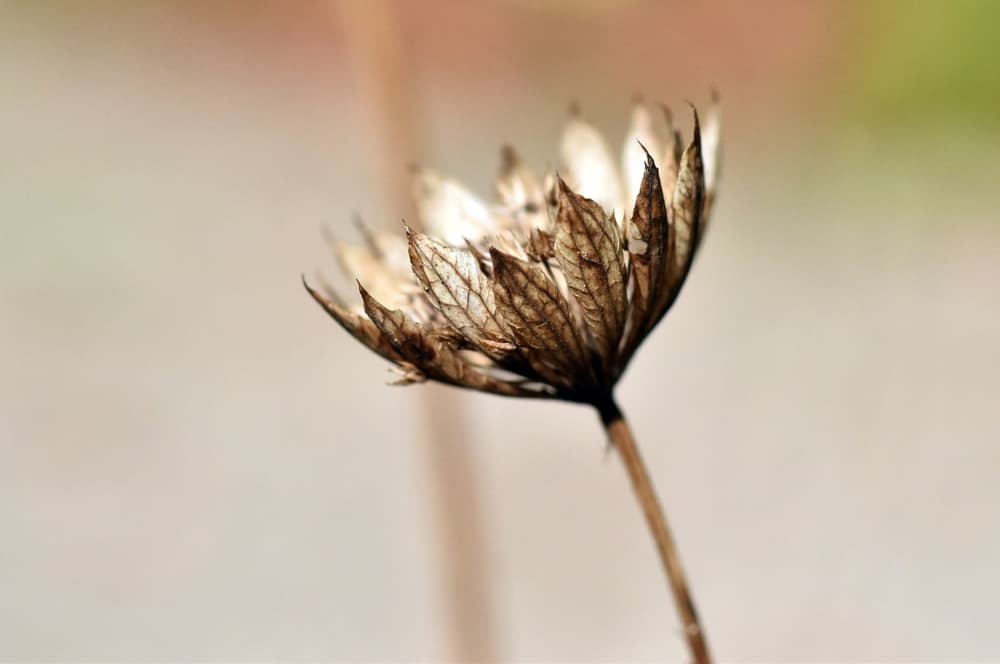 wilting flowerhead of a masterwort plant