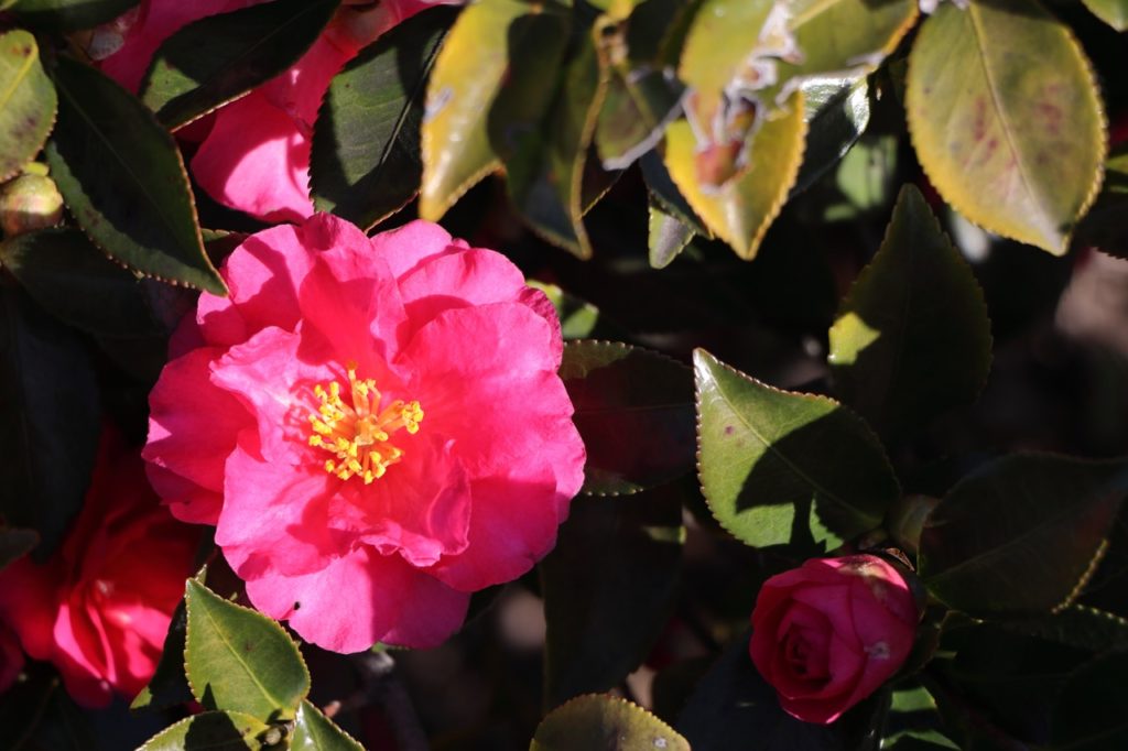 crateriform, shallow, pink camellia flower with short yellow stamen and discoloured leaves affected by a fungal issue
