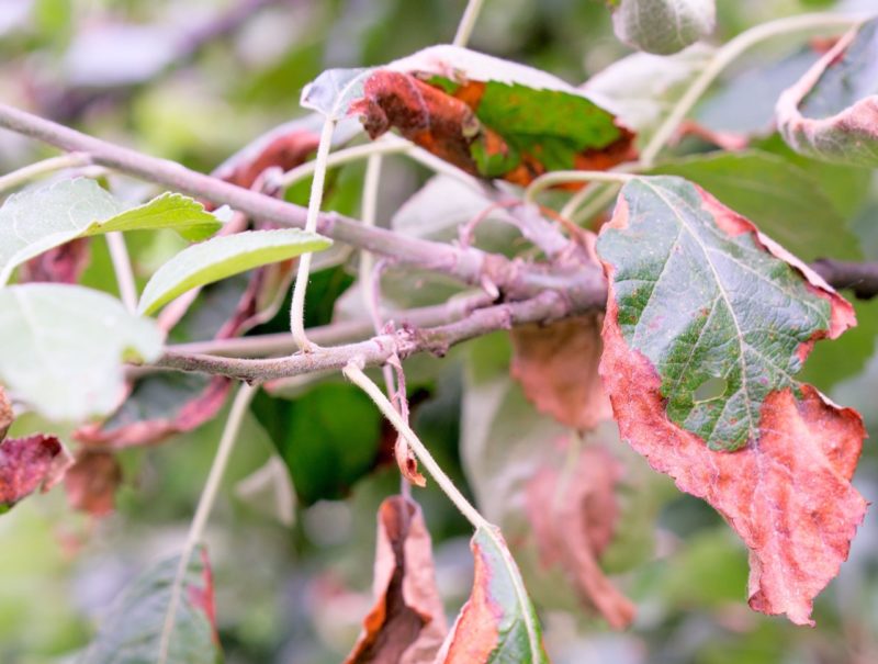 6 Reasons Your Apple Tree Has Brown Leaves Horticulture.co.uk