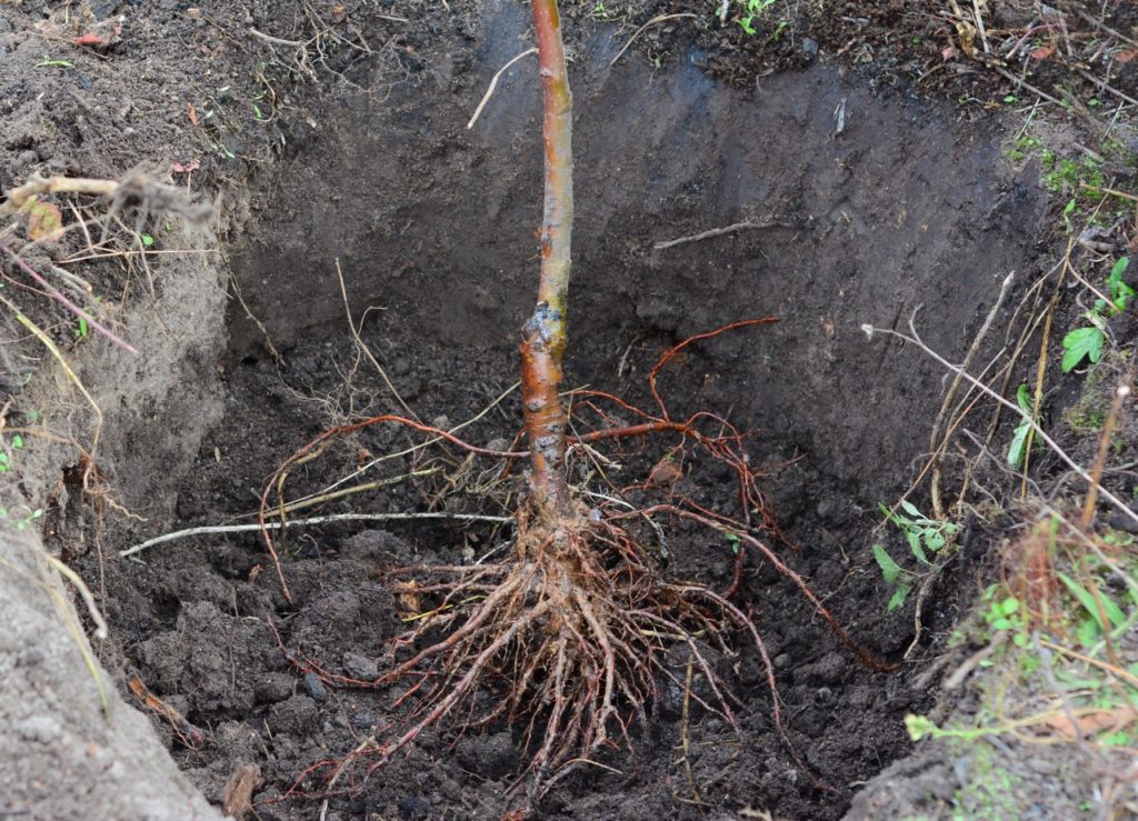 the red-brown roots and bark of a young malus resting in a planting hole that is ready to be backfilled with soil
