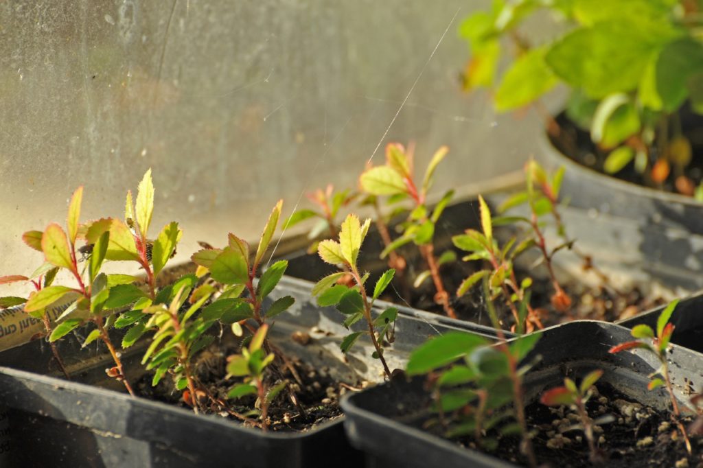 Arbutus unedo seedlings with red stems and small leaves growing in square containers inside a greenhouse