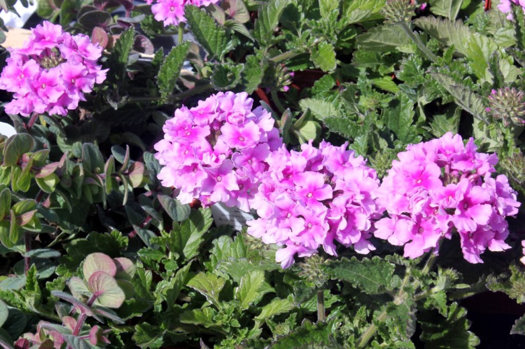 pink flowers with lots of green crinkly leaves growing from a Glandularia 'Endurascape Pink Bicolor' plant