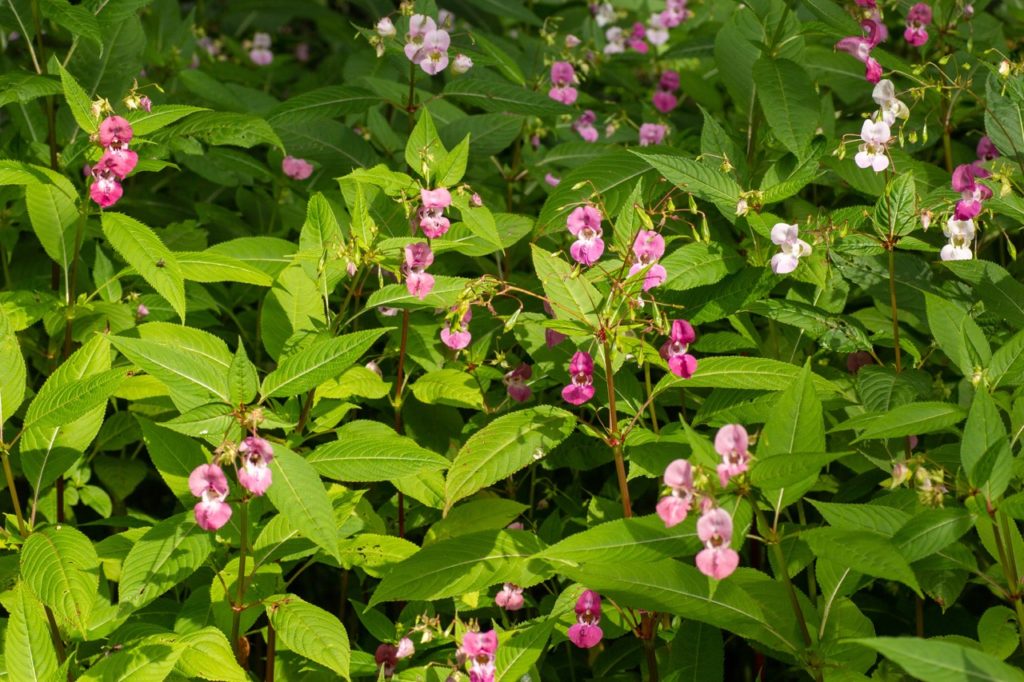 I. glandulifera with ovate leaves and flowers in shades of pink, purple and white