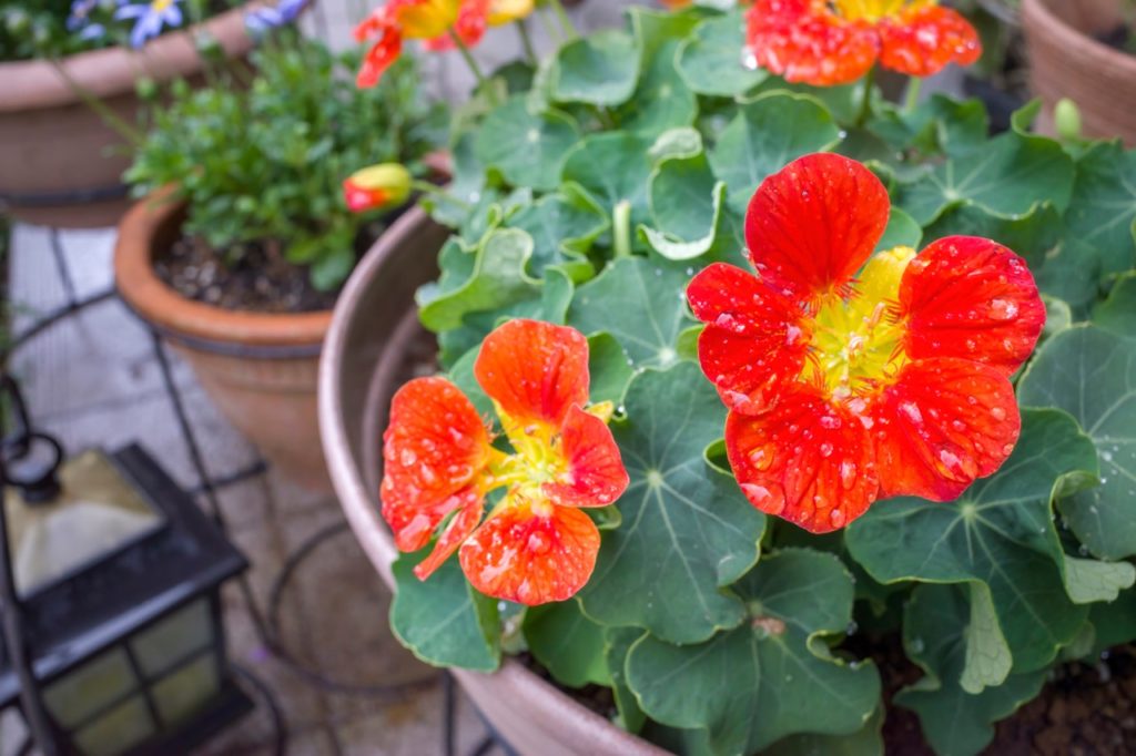 nasturtium with orange flowers and yellow centres growing on a patio next to other potted plants