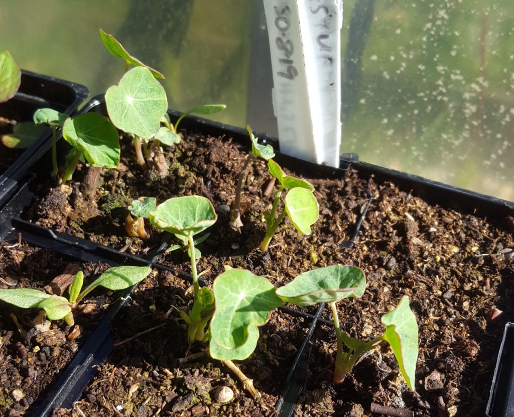 green-leaved nasturtium seedlings growing from cells in a propagation tray