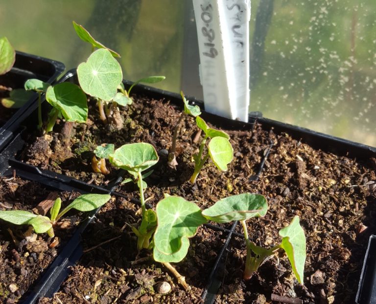 How To Care For Nasturtiums Indoors Horticulture.co.uk