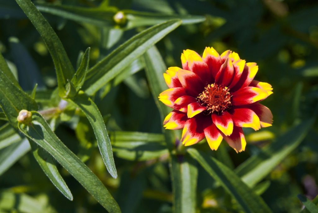 zinnia haageana flower that is burgundy and yellow in colour