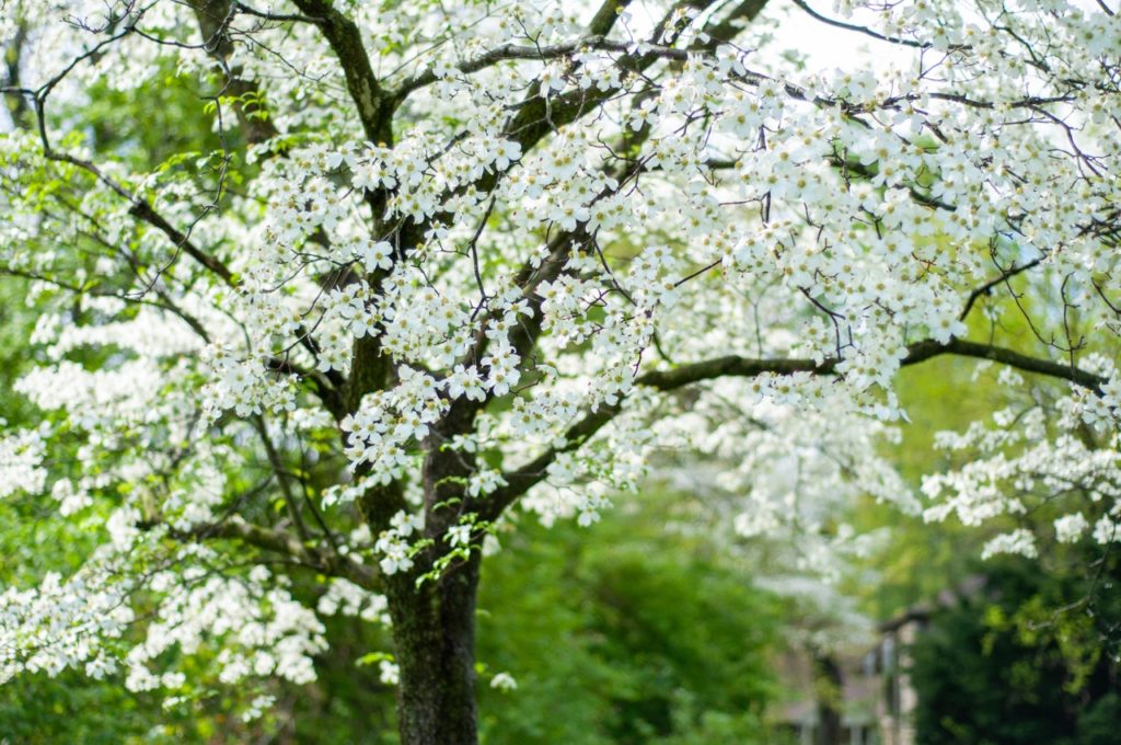 dogwood tree with white blossom growing outside in a woodland area