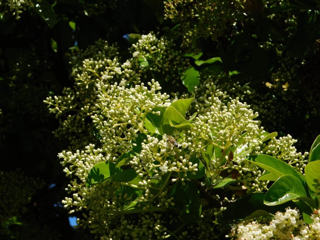creamy white flower buds from a laurustinus 'lucidum' shrub with a bee resting on one of the closed flowers