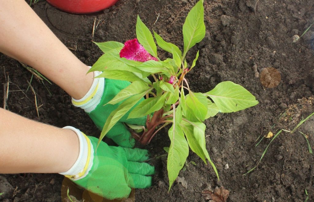 gardener planting a celosia with pink flowers and green leaves into soil