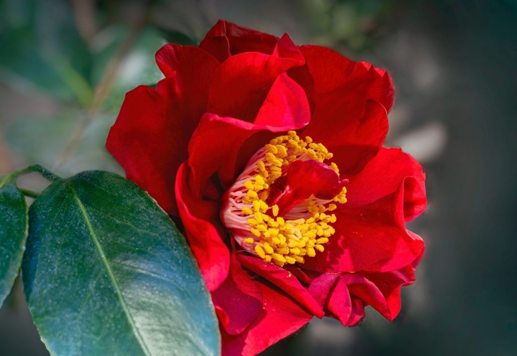 ruffled red flower with bright yellow stamens and ovate leaves from C. japonica 'Bob Hope'