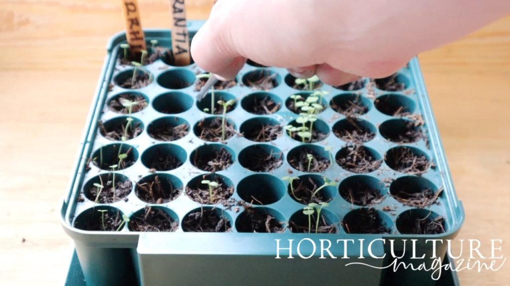 hand plucking and thinning out seedlings in a plastic seed tray
