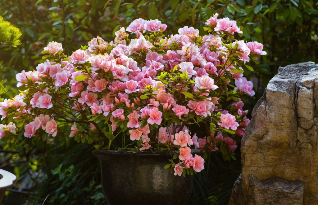 container grown camellia with an abundance of pink ruffled blooms
