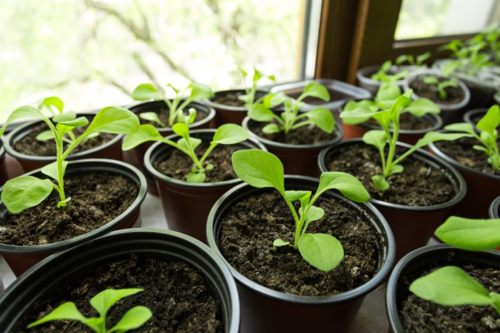lots of potted petunia seedlings growing on a windowsill