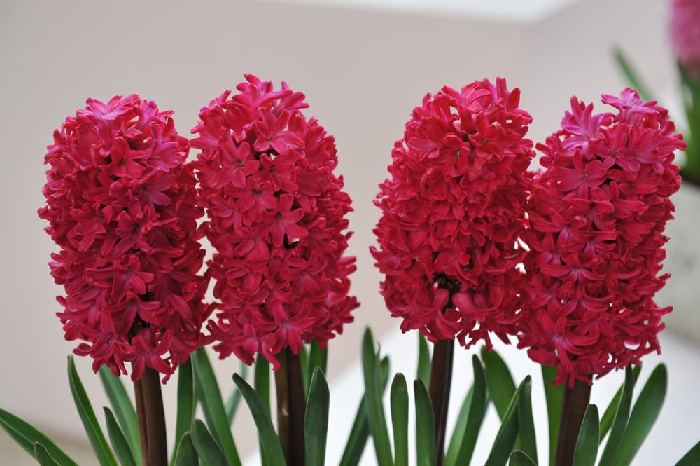 HYacinthus 'Jan Bos' with upright blooms in dark pink