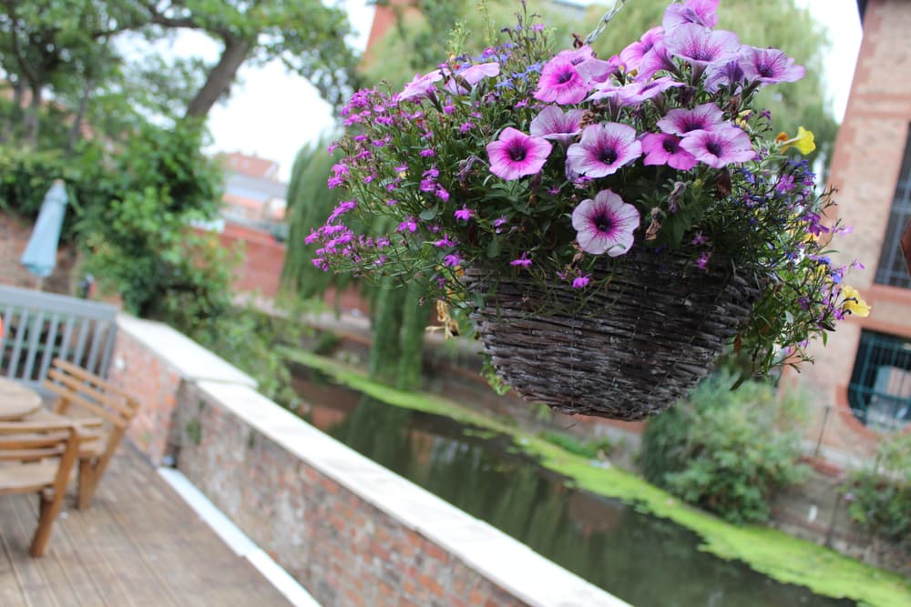 petunia and lobelia plants spilling from a hanging basket with a canal in the background