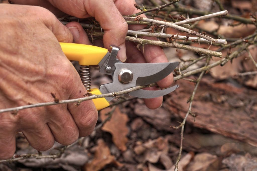 secateurs being used to cut a spiky brown branch from a blueberry shrub for propagation