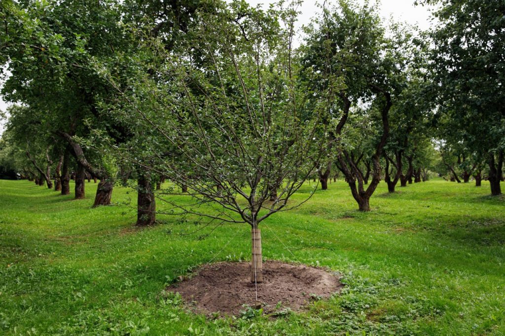 immature apple tree with string support implemented at its base to support it whilst it grows