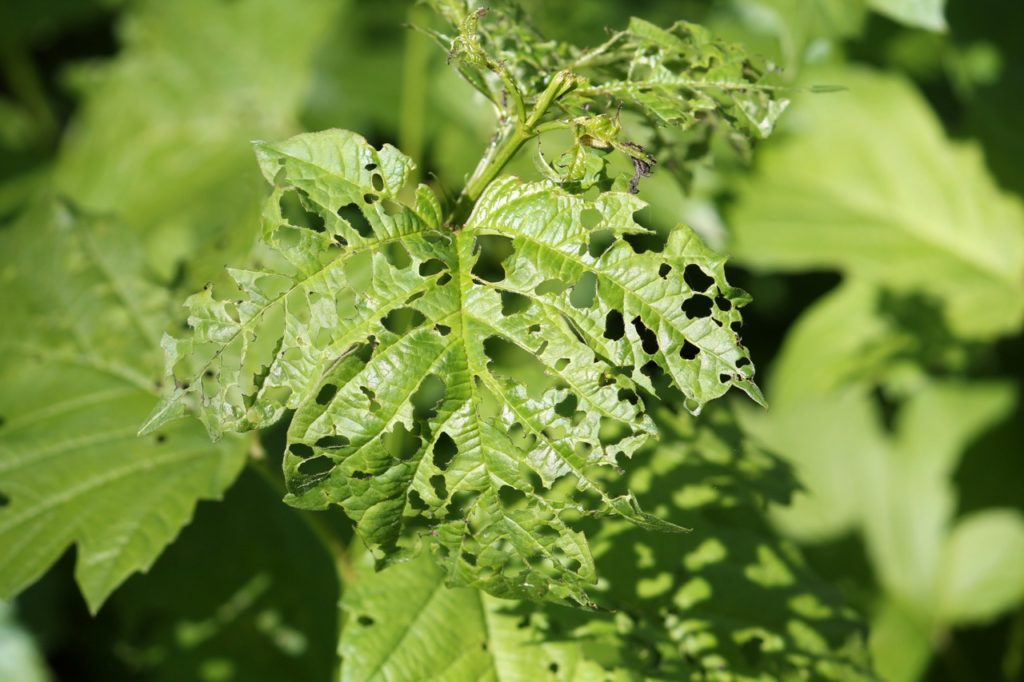 holes covering the surface of a viburnum leaf caused by pests