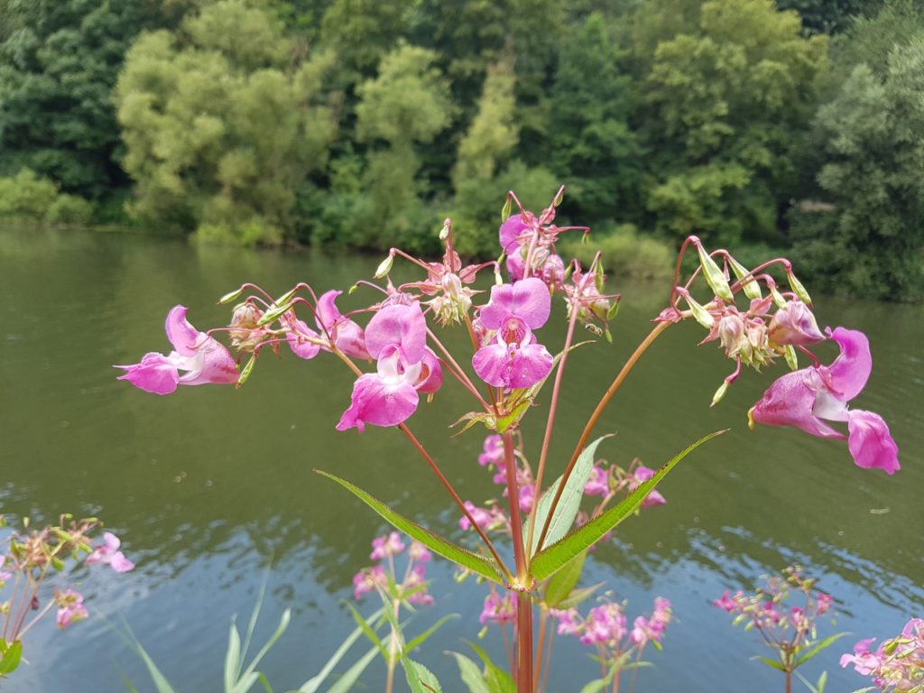 a singular red stalk from a himalayan balsam branching out to display a lot of pink flowers in front of a river