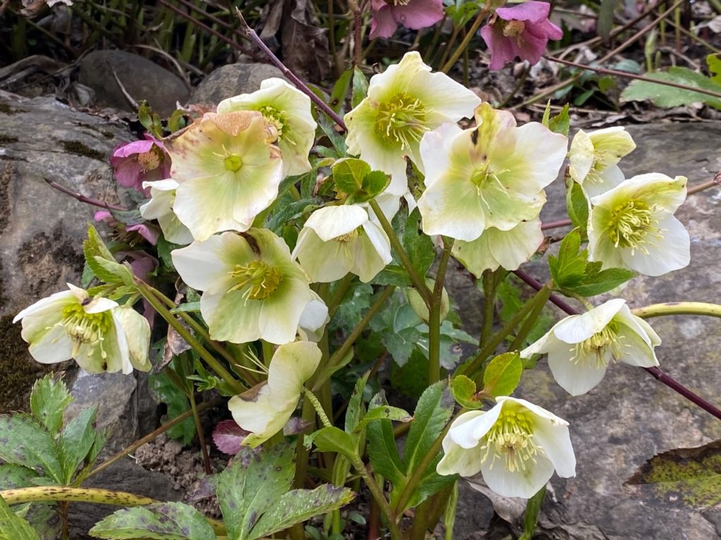 Helleborus × hybridus 'Pretty Ellen White' plant with green foliage growing from between some rocks