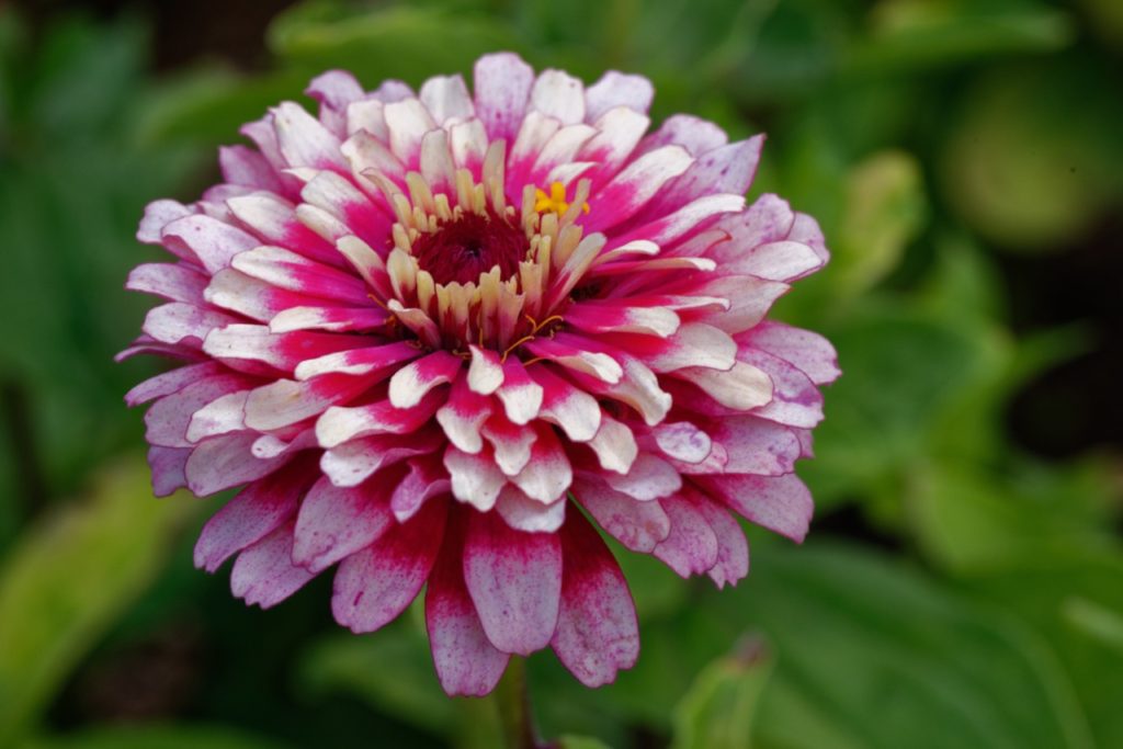 white petals speckled with pink in a layered flower of a Z. elegans 'Mazurkia' variety with red pistil at the centre