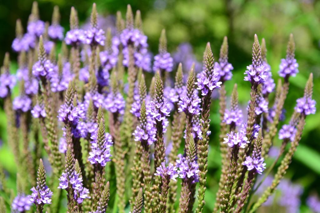 an american blue vervain shrub with green spires bearing tiny lavender-coloured flowers