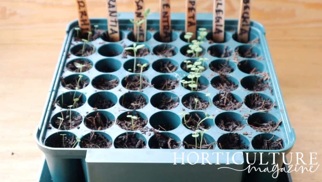 a seed tray filled with seedlings of many different types
