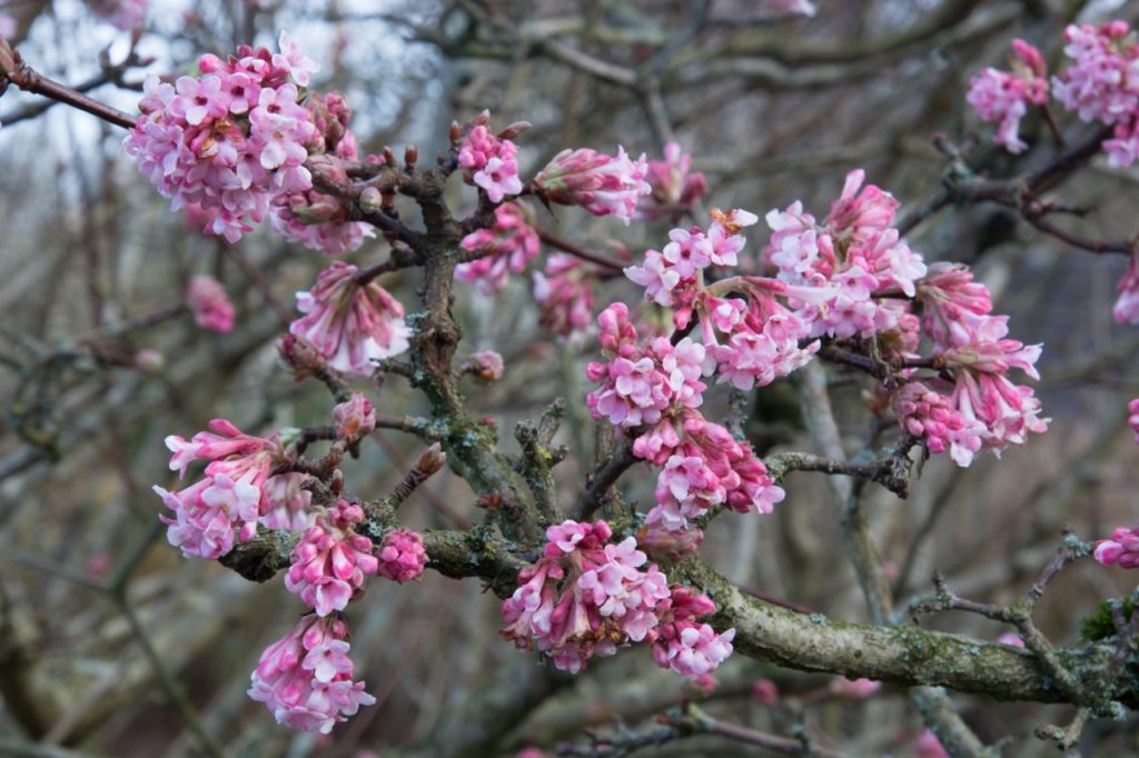 clusters of small star-shaped pink flowers growing along the thick woody branches of a Viburnum × bodnantense shrub