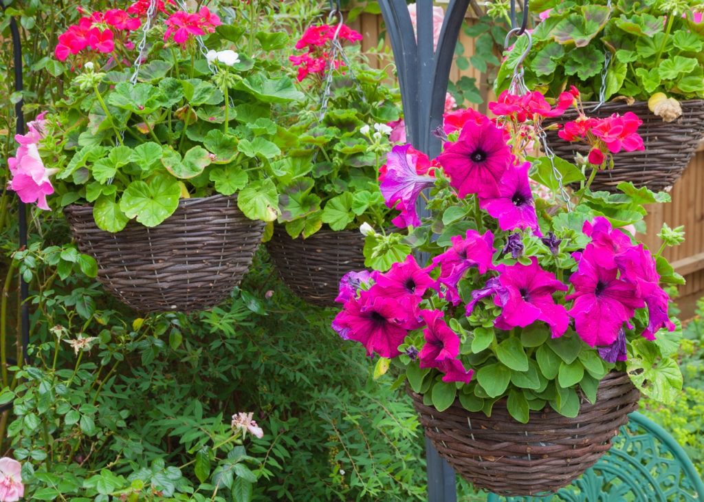 petunias and pelargoniums hanging in baskets from a metal frame in a garden