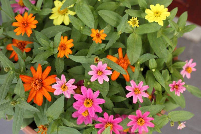 8 Tips For Growing Zinnias In Containers Horticulture.co.uk