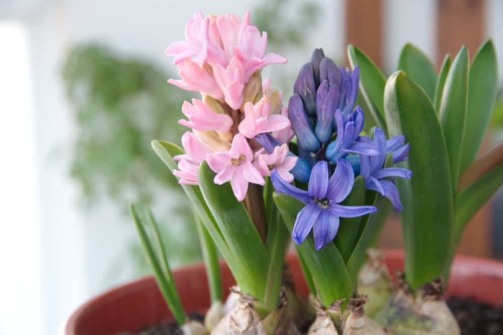 Hyacinthus orientalis varieties 'Pink Frosting' and 'Blue Festival' growing together in a container