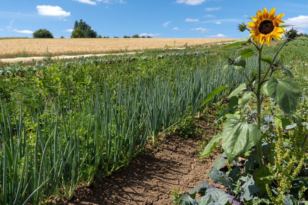 sunflower growing on the edge of a large vegetable field with onions, cauliflower and corn plants