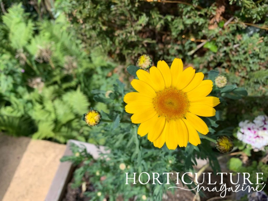corn marigold in flower with bright yellow petals and ferns in the background