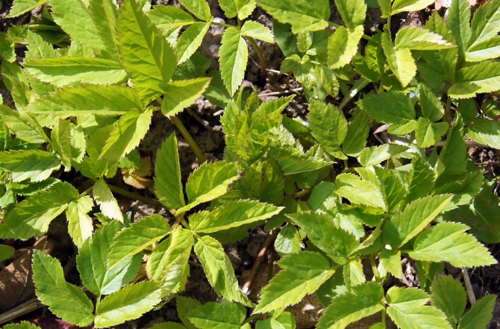 green leaves from Aegopodium podagraria plants