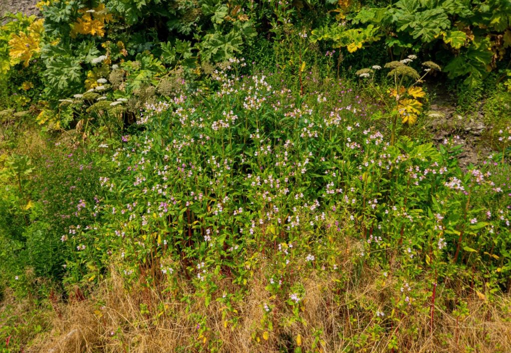 a large shrubby I. glandulifera