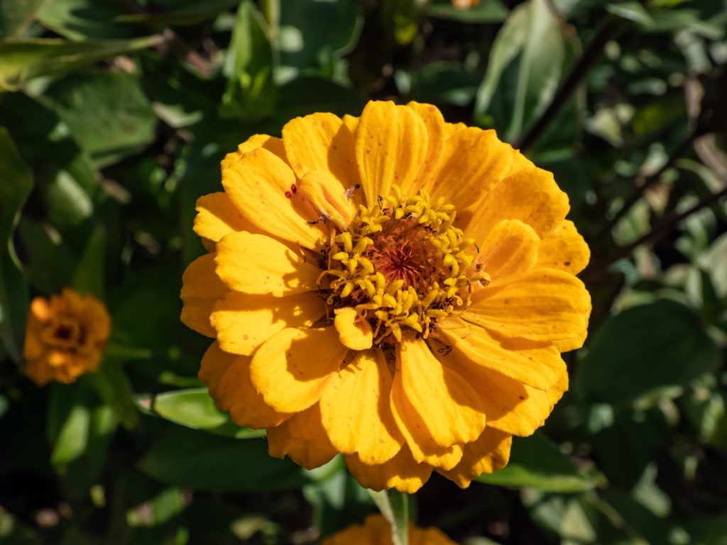 bright yellow flower from a Z. 'Oklahoma golden yellow' plant