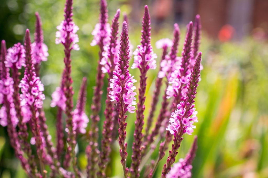 pink flowering spires from a verbena hastata f. 'Rosea' plant with tall upright stems