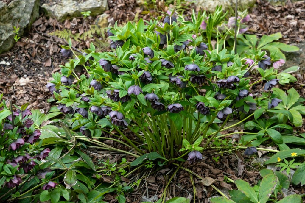 a hellebore shrub with lots of black flowers growing from tall green stems in mulched ground