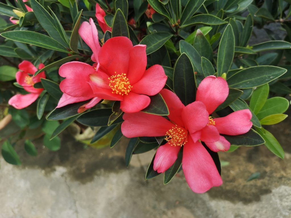 star-shaped camellias with yellow stamen and lanceolate leaves growing in a pot on a patio